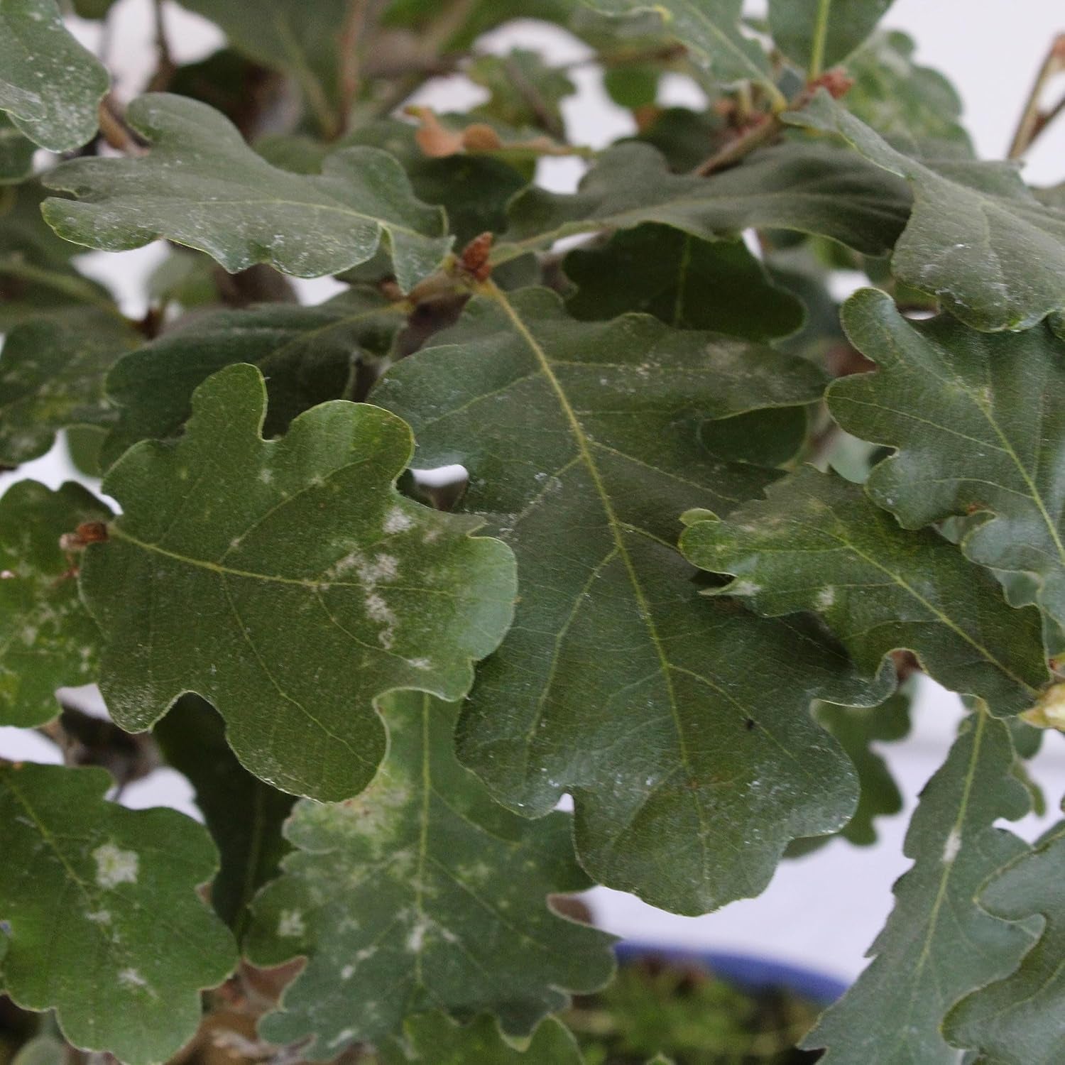 KENTIS - Quercus Pubescens Bonsai - Flaumeiche Bonsai Baum - Eiche - Echte Außenpflanzen - Outdoor Pflanze - Hoch 20-30 Cm Keramiktopf Ø 21 Cm