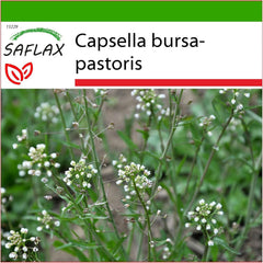 SAFLAX - Heilpflanzen - Hirtentäschel - 1000 Samen - Mit Keimfreiem Anzuchtsubstrat - Capsella Bursa-Pastoris