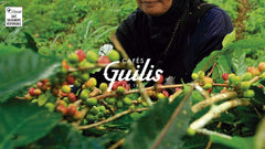 CAFES GUILIS 1928 ÓTA AMANTES DEL CAFÉ - Koffeinmentes Arabica kávébab 1 kg Coffee Naty Shop