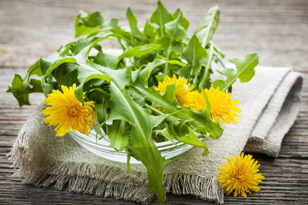 SAFLAX - BIO - Pitypang - 400 mag - Taraxacum officinale