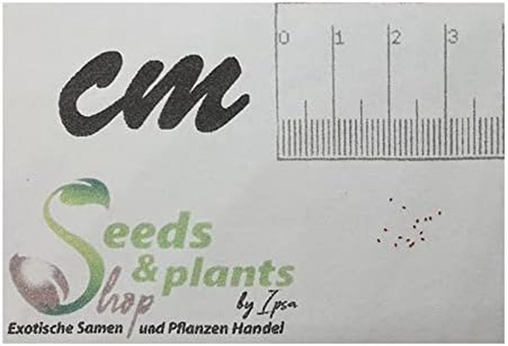 Stk - 10X Begonia Dregei Begonia Partita Ziersträucher Garten Pflanzen - Samen ID329 -