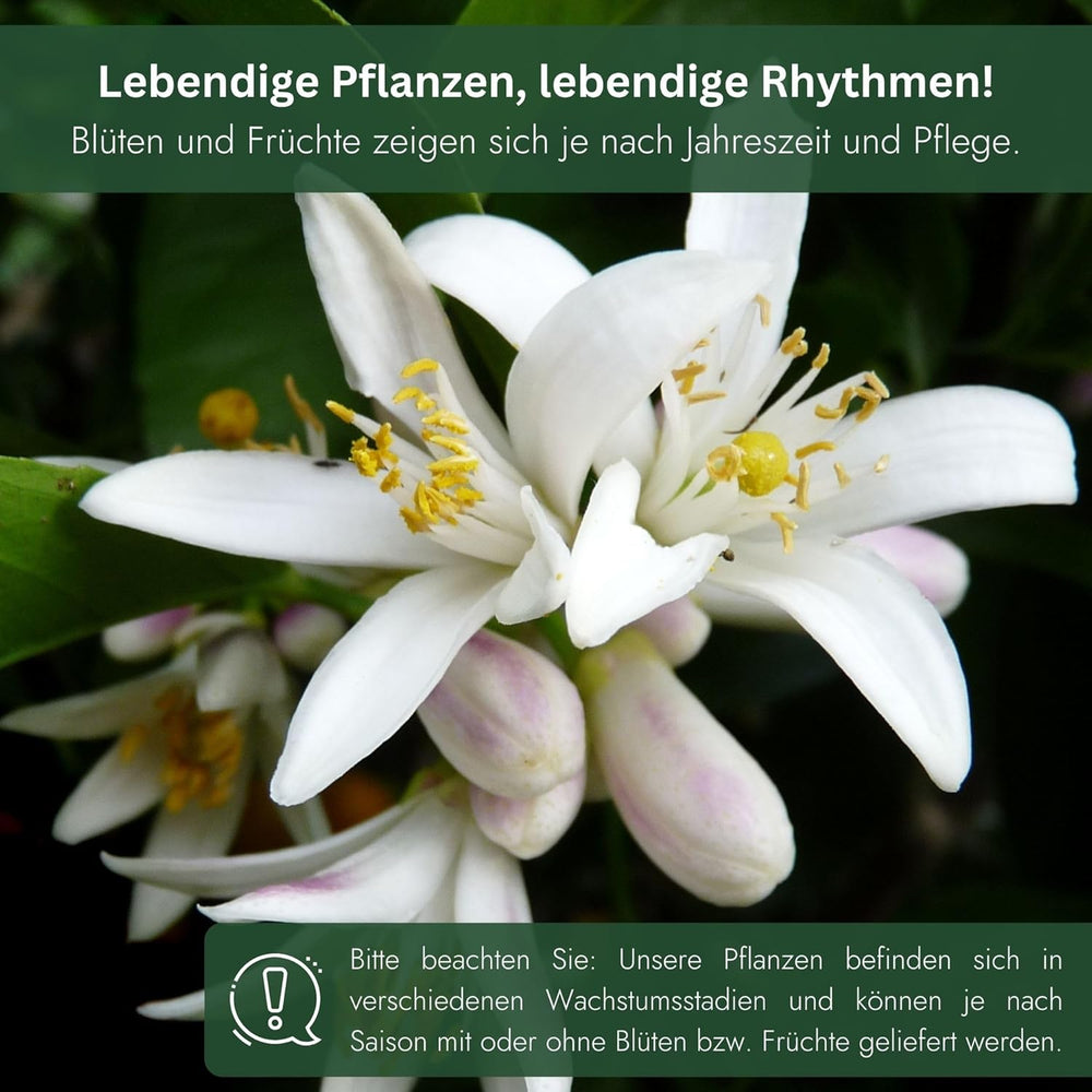 Narancs a My Oranjeria-ból - valódi narancs - citrusfélék - Citrus sinensis - Narancs - oltott narancs kertészeknek (Mezzo [M])