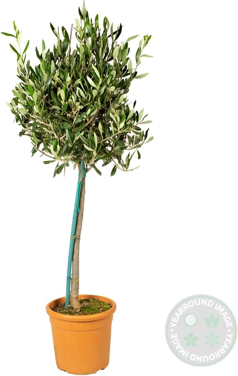 Bloomique - Olea Europaea - Olivenbaum Echt - Gartenpflanzen Winterhart - Höhe 80-90 Cm - Topf 19 Cm