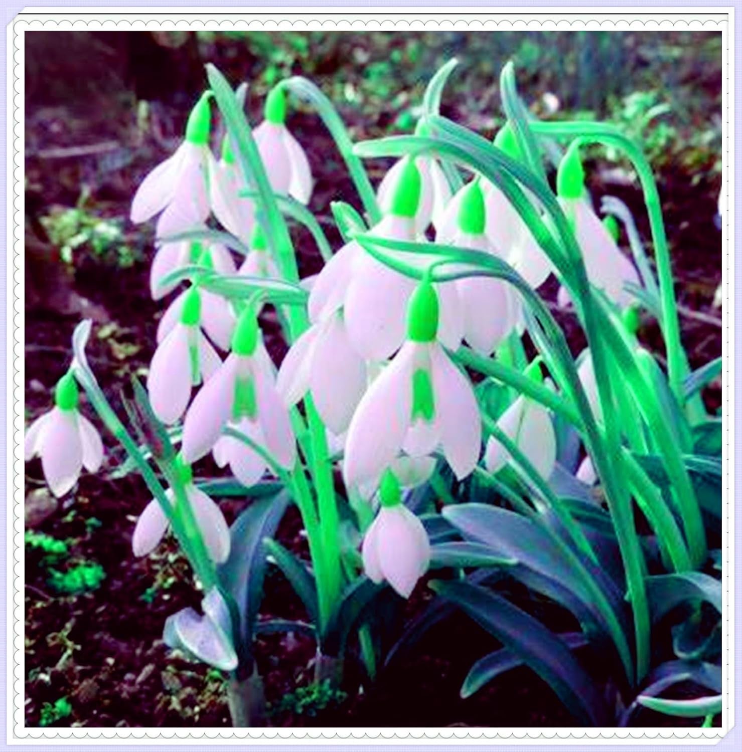 Virághagyma keverék, Mystery Magic Hagyma, Hardy Planting, Winter Hardy Évelő Virághagyma, Hardy Hagyma - 3 Orchidea hagyma