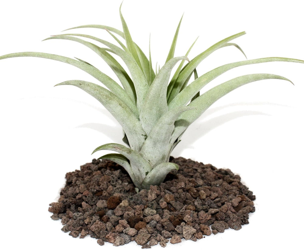 Exotenherz - Tillandsia Seleriana - Lose Pflanze - Extra-Groß