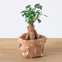 Urbanjngl.Com - Ficus Ginseng Bonsai - Microcarpa - ↑15 Cm - Ø 6 Cm