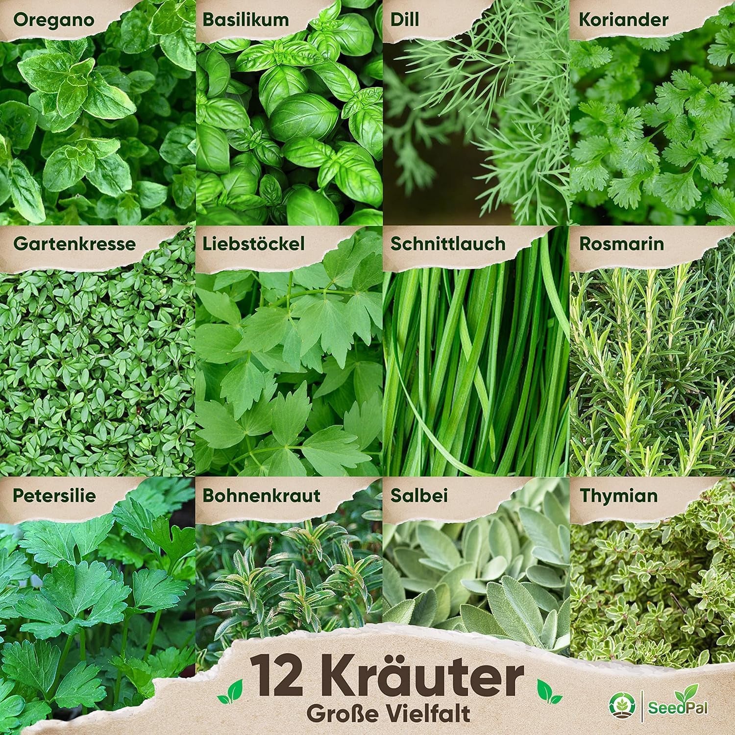 Kräutersamen Set - 12 Beliebtesten Küchenkräuter - Kräuter der Provence, Olasz Kräuter - Kräutergarten für Küche oder Balkon - Samen Saatgut - Gartenkräuter Sorten