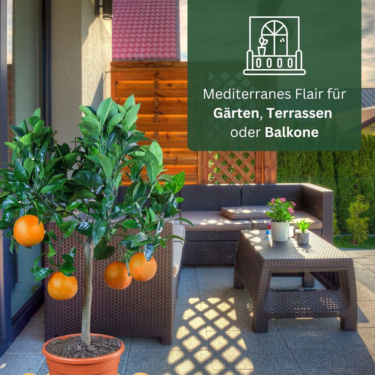 Narancs a My Oranjeria-ból - valódi narancs - citrusfélék - Citrus sinensis - Narancs - oltott narancs kertészeknek (Mezzo [M])