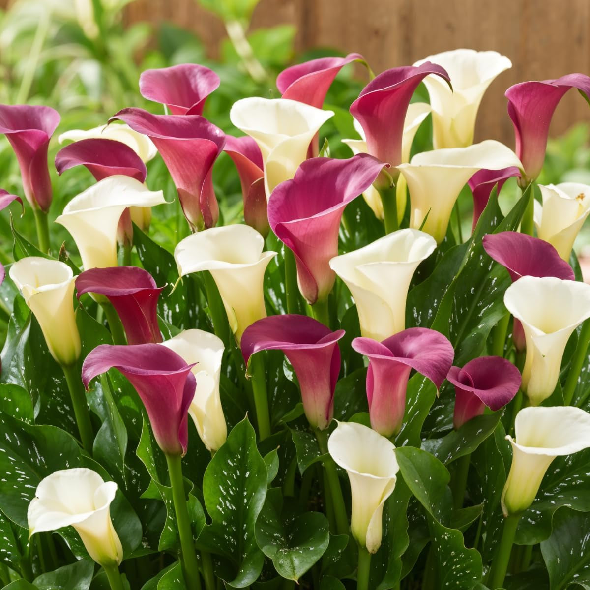 Calla Bulbs Hardy Perennial - Zantedeschia Orange Passion (narancs) - 5 nagy virághagyma - Real Holland Plants - Kertbe és cserepekbe (nem magvak, nem mesterséges)