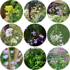 Thalictrum Aquilegifolium Hochbeet Für Sonnige Plätze Bodendecker Winterhart Mehrjährig Steingartenpflanzen Gartenblumen 350Samen