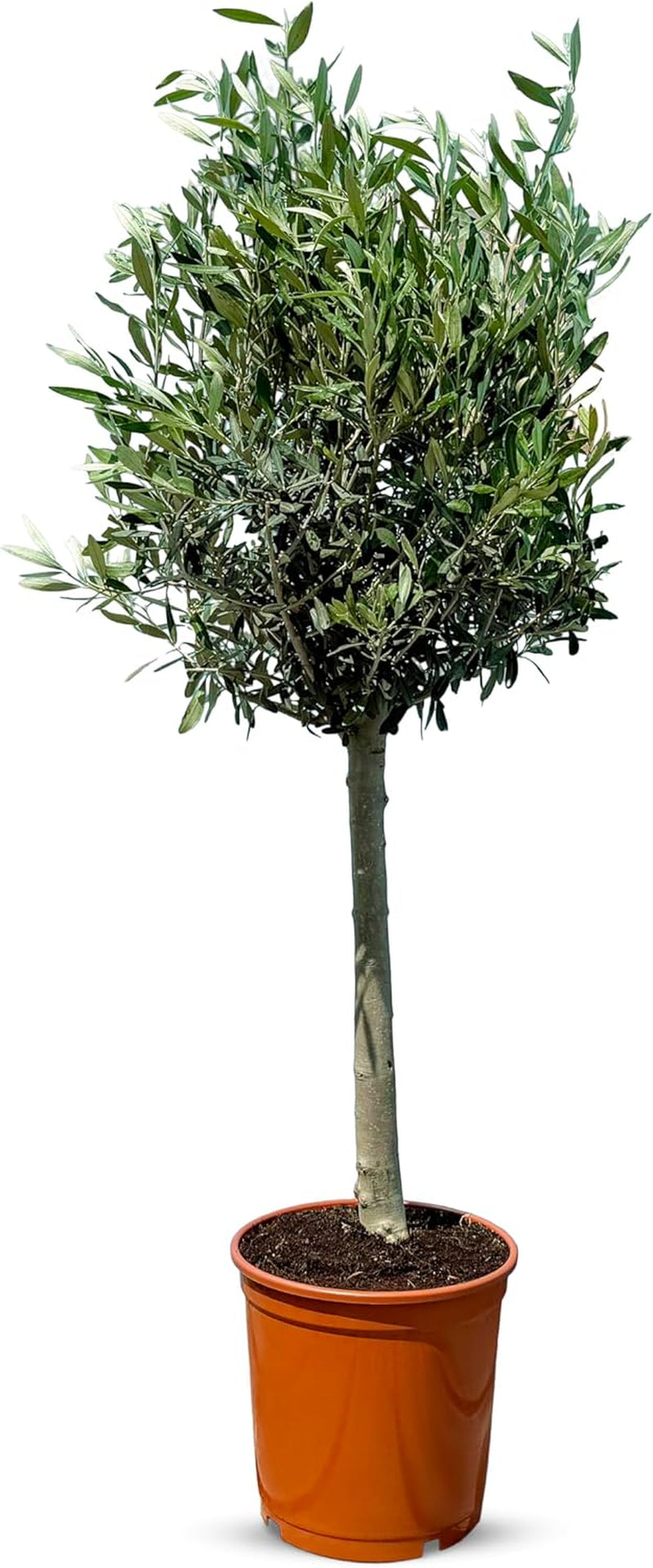 Sunny Tree Olivenbaum Olive '25 Jahre' 160 Cm, A+ Qualität, Winterhart, Olea Lechin Winterhart -18