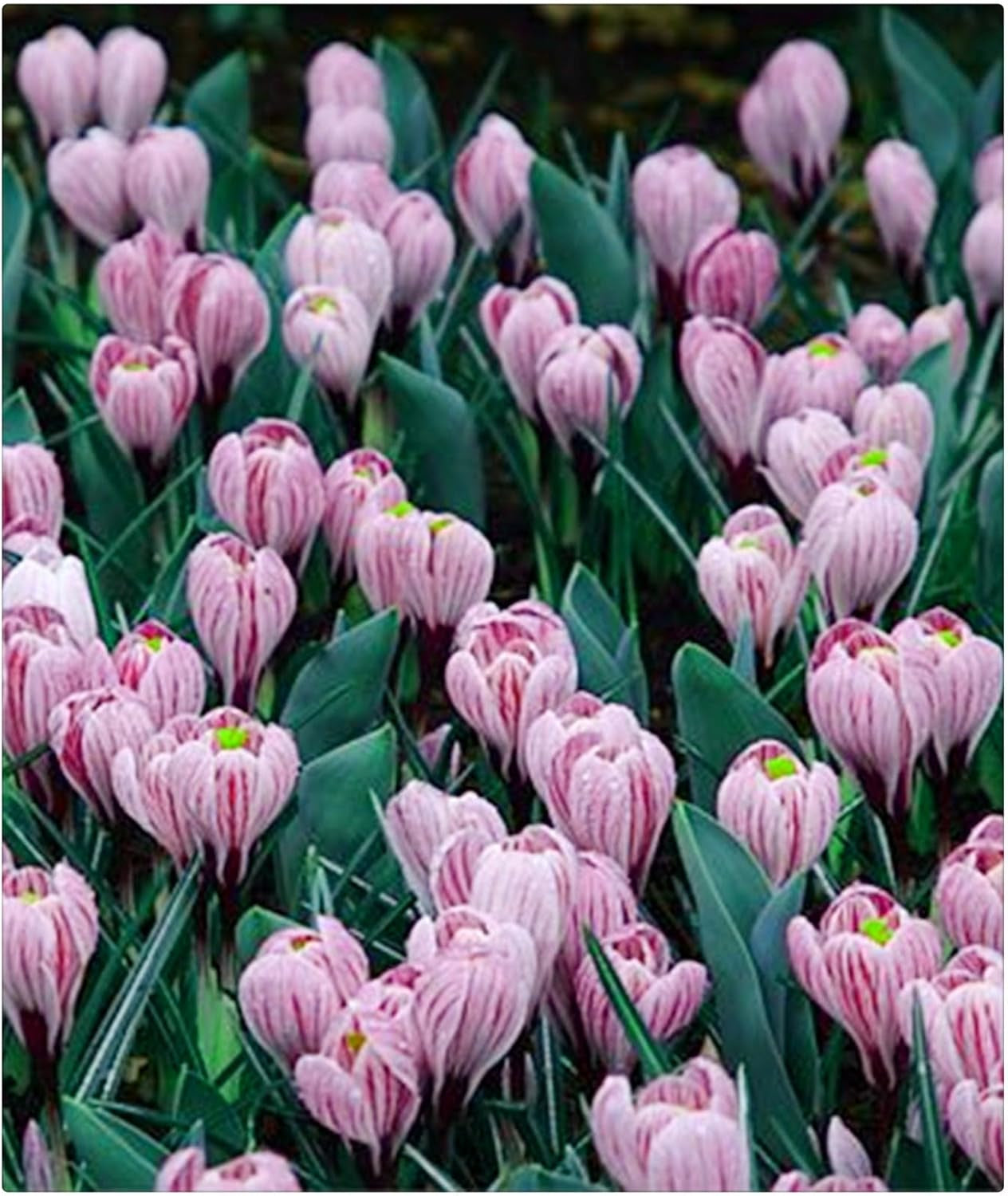 Lebende Pflanzen, Mehrjährige Blumenzwiebel ist winterhart, Winterhart pflanzen, Mysteriöse magische Glühbirne, Blumenzwiebel Mix-4 Oxalis Triangularis Blumenzwiebeln