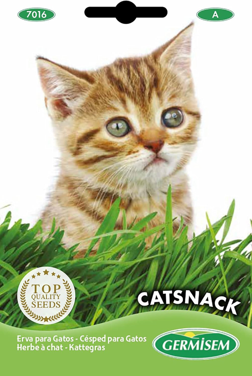 Katzengras