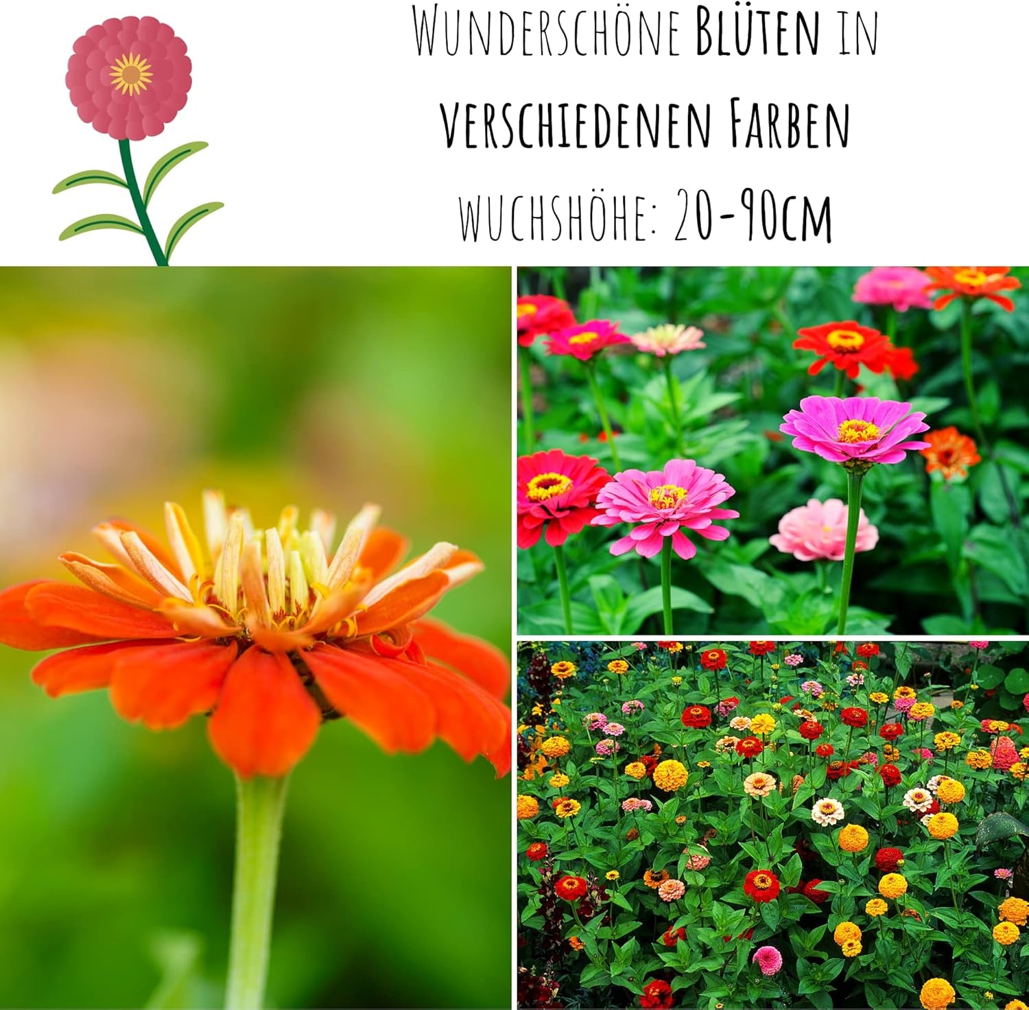 Amestec de semințe de Zinnia (Zinnia) - Flori de vară colorate pentru stratul de grădină, balcon, terasă și ca flori tăiate în vaze