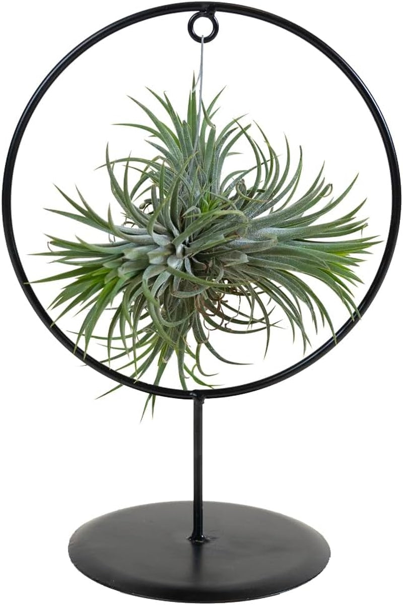 Bloomique - 5Er Mix - Tillandsia - Tillandsien - Luftpflanzen Echt - Sehr Pflegeleicht - Höhe 5-15 Cm