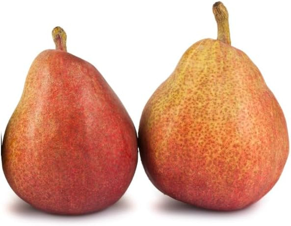 Birnbaum Birne Früh Von Fiorano - Obstpflanzen Auf Blumentopf Einer Vase Von 20 - Baum Max 170 Cm – 2 Jahre Anbau Italien