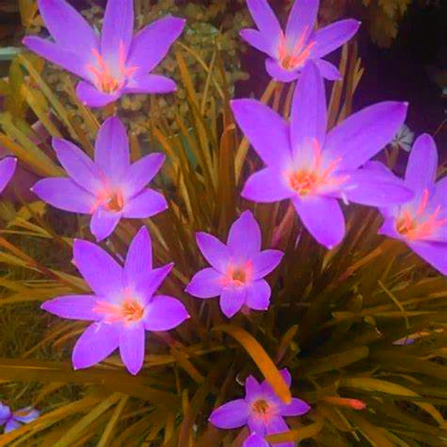 Virághagyma keverék, Mystery Magic Hagyma, Hardy Planting, Winter Hardy Évelő Virághagyma, Hardy Hagyma - 3 Orchidea hagyma