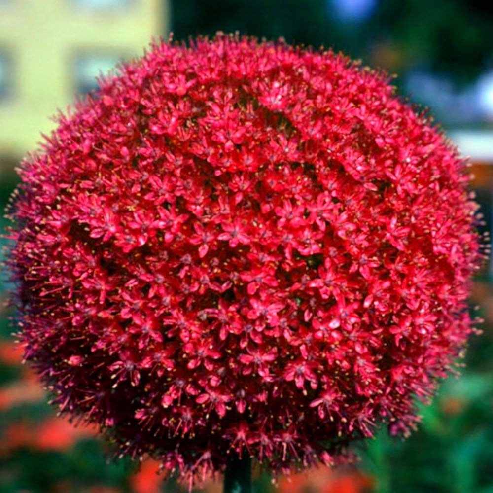 Lebende Pflanzen, Mehrjährige Blumenzwiebel ist winterhart, Winterhart pflanzen, Mysteriöse magische Glühbirne, Blumenzwiebel Mix-4 Oxalis Triangularis Blumenzwiebeln