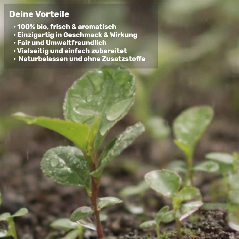 Set de degustare ceai Mate ● 4 sortimente de ceai Mate bio ● Câte 100 g Erva Mate + Yerba Mate + Ceai verde Mate + Ceai Mate prăjit