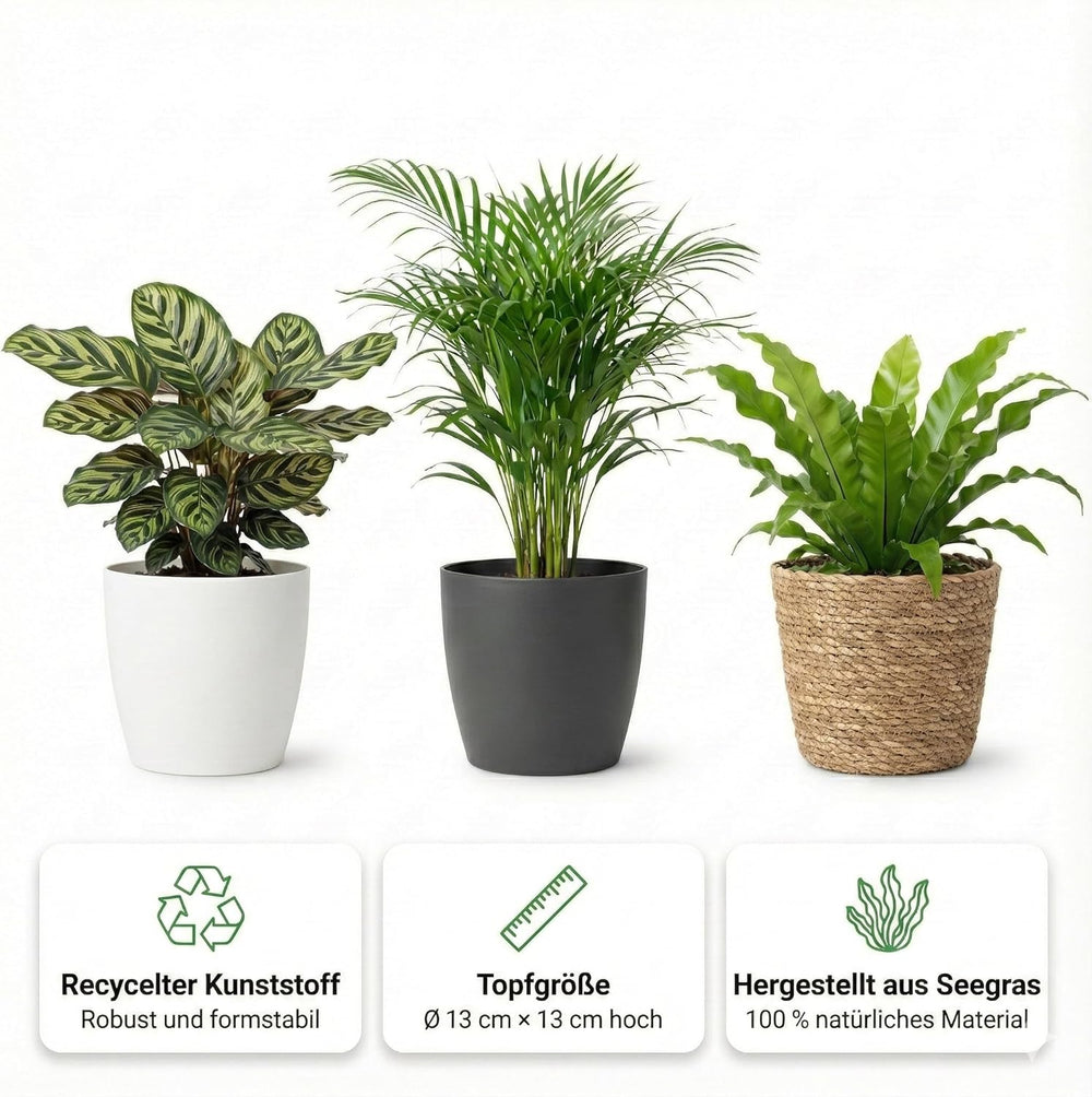 Vdvelde.Com - Luftreinigende Pflanzen 6 - Tierfreundliche Grüne Zimmerpflanzen - Einfacher Und Geringer Lichtbedarf - Ø12 Cm ↥Ca.40 Cm
