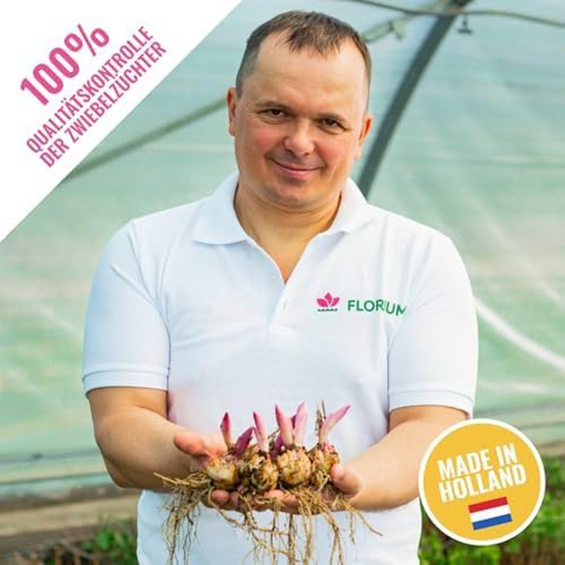 Óriás liliomhagymák gyűjteménye (15 virághagyma), 5 illatos fajta, színenként 5, holland Hardy évelő keverék a kertben (nagy hagymás, mag nélküli)