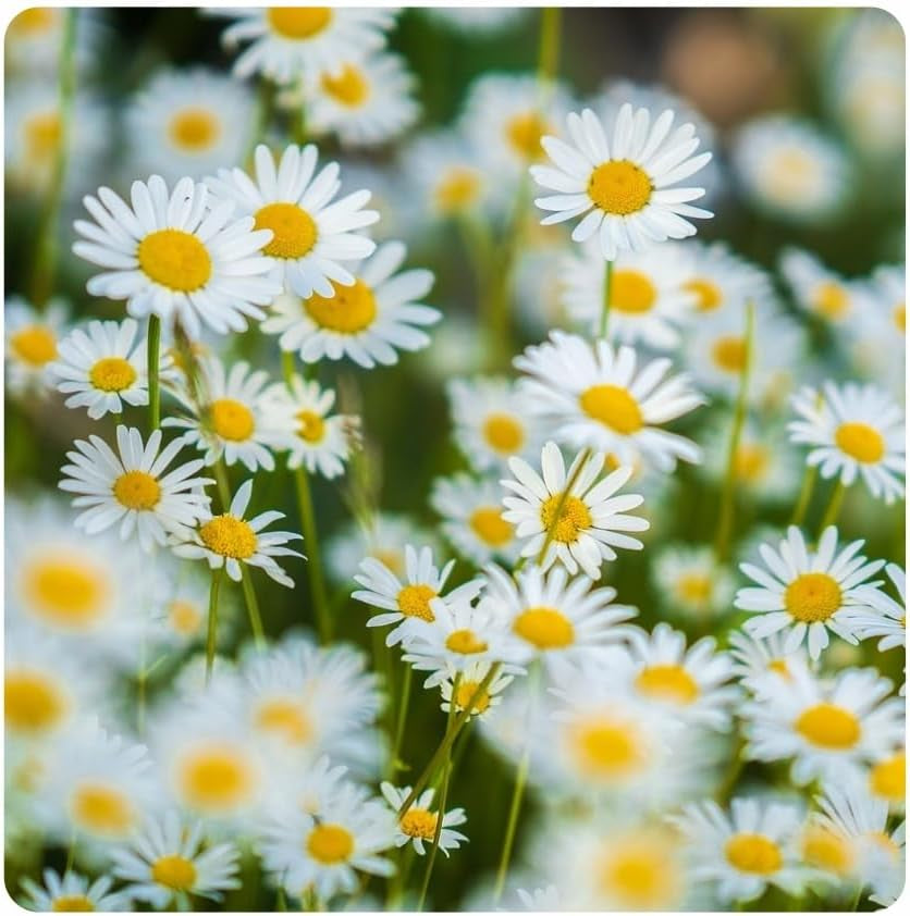 Virágos rét - Méhbarát virágmagkeverék - Vadvirágok és füvek száraz helyekre - Vadvirágmagok - Egynyári és évelő magkeverék