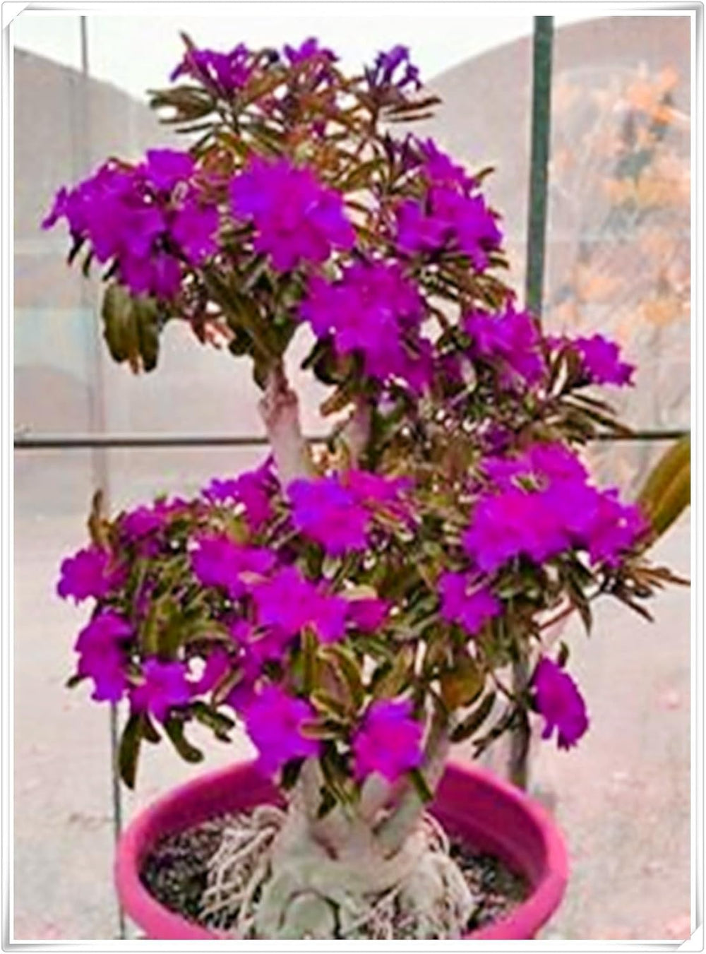 Lebende Pflanzen, Mehrjährige Blumenzwiebel ist winterhart, Winterhart pflanzen, Mysteriöse magische Glühbirne, Blumenzwiebel Mix-4 Oxalis Triangularis Blumenzwiebeln