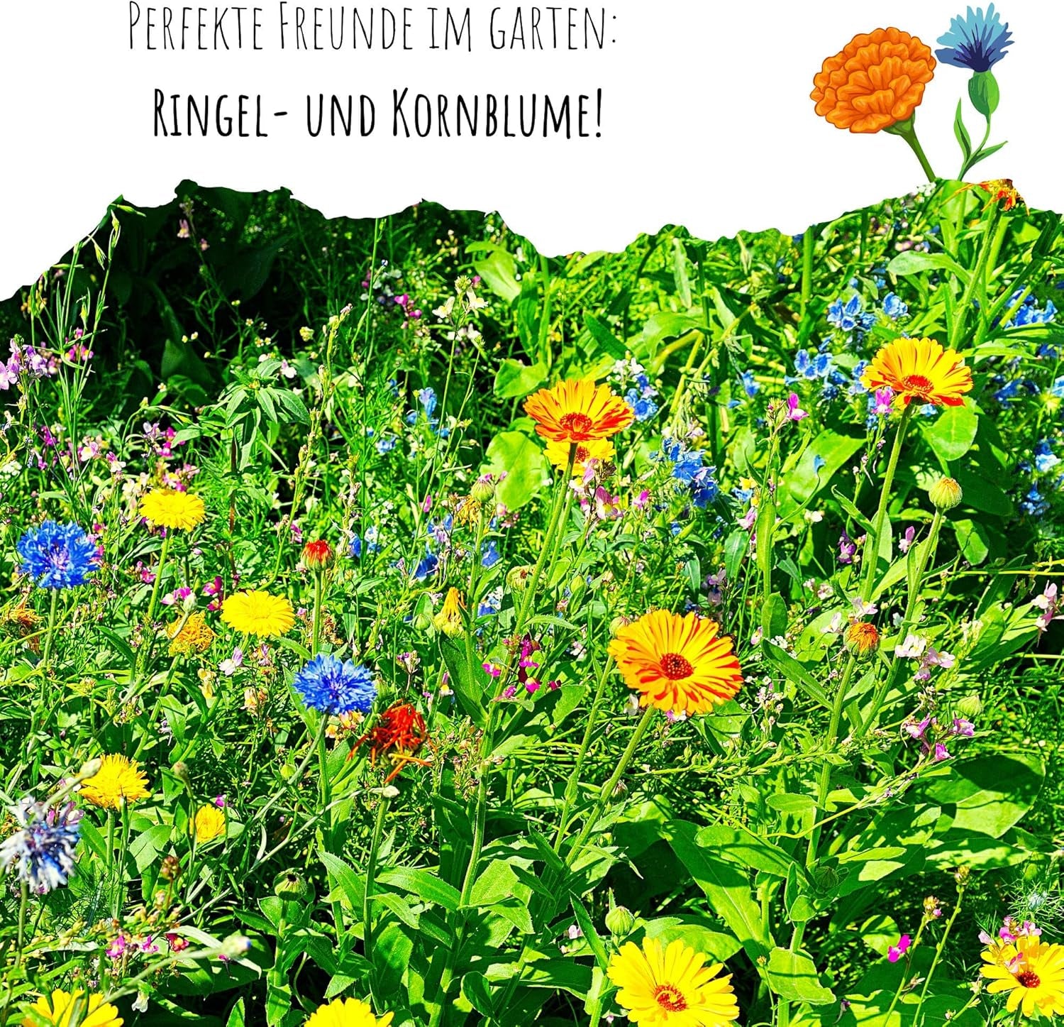 Körömvirágmag (Calendula officinalis) - Sokoldalú gyógynövény ehető virágokkal, ideális színes virágos réthez (Abendrot)