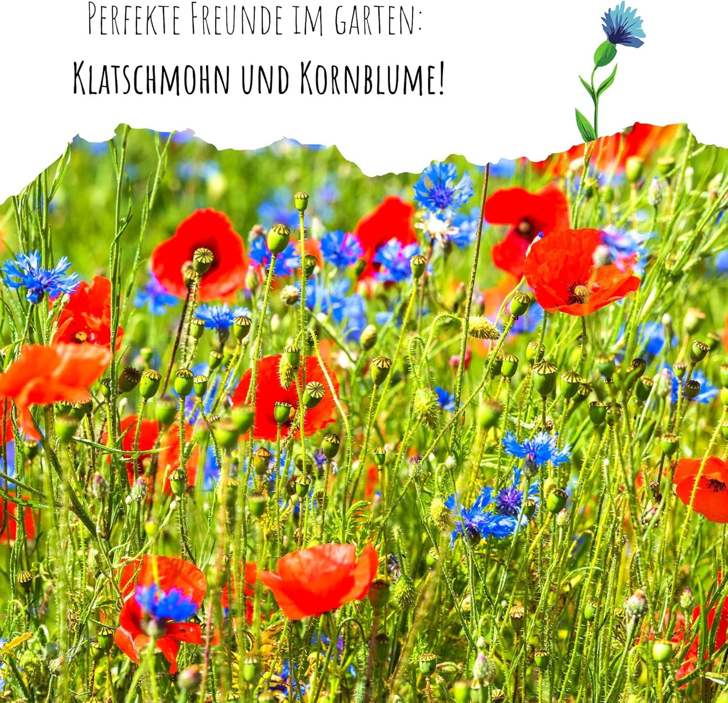 Centaurea cyanus magvak - Gyönyörű és élénk virágok hosszú virágzási periódussal egy színes virágos réthez (Mix, 1000 mag, 80 cm)