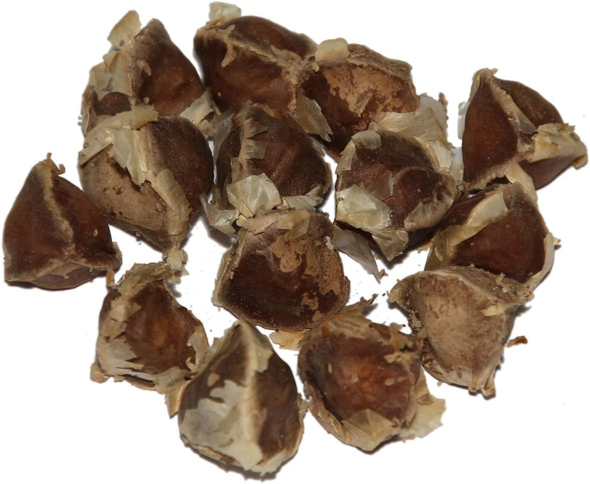 Moringa - Moringa oleifera - 100 mag *Tormának is nevezik*