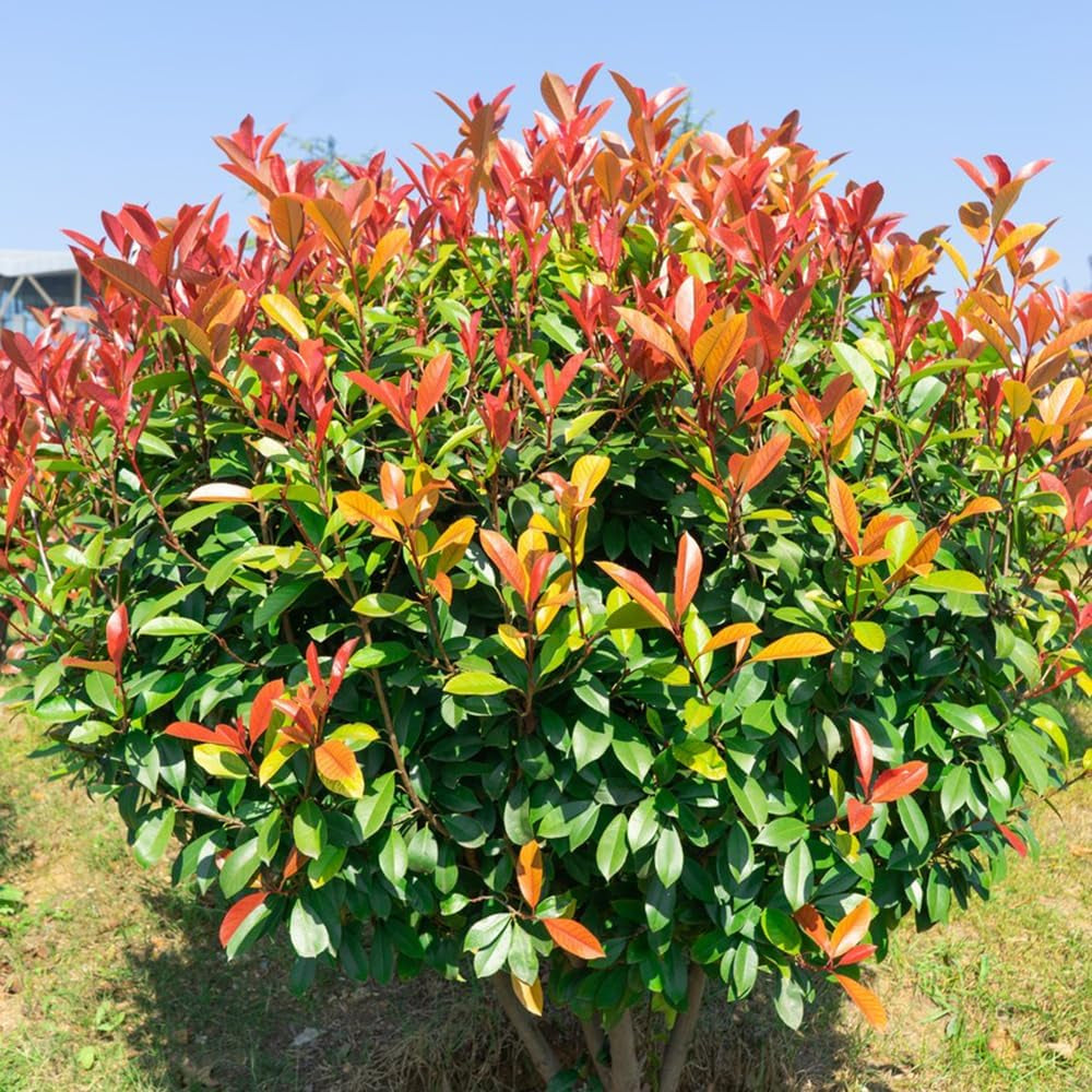 Glanzmispel Red Robin - Balkonpflanzen Outdoor Exotische Blühende Sträucher Winterhart Hecken Sträucher Garten Schnell Wachsende Sträucher Gartendeko Für Draußen Bodendecker Bio 700Samen