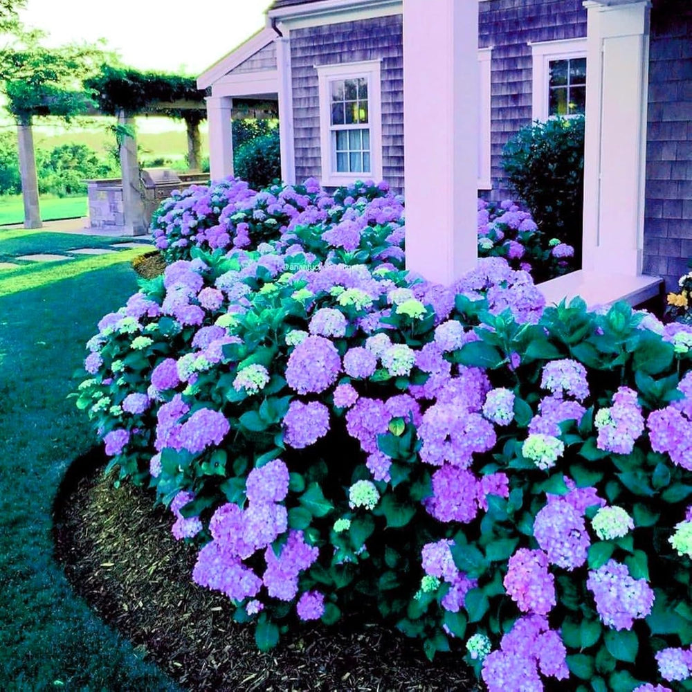 Lebende Pflanzen, Mehrjährige Blumenzwiebel ist winterhart, Winterhart pflanzen, Mysteriöse magische Glühbirne, Blumenzwiebel Mix-4 Oxalis Triangularis Blumenzwiebeln