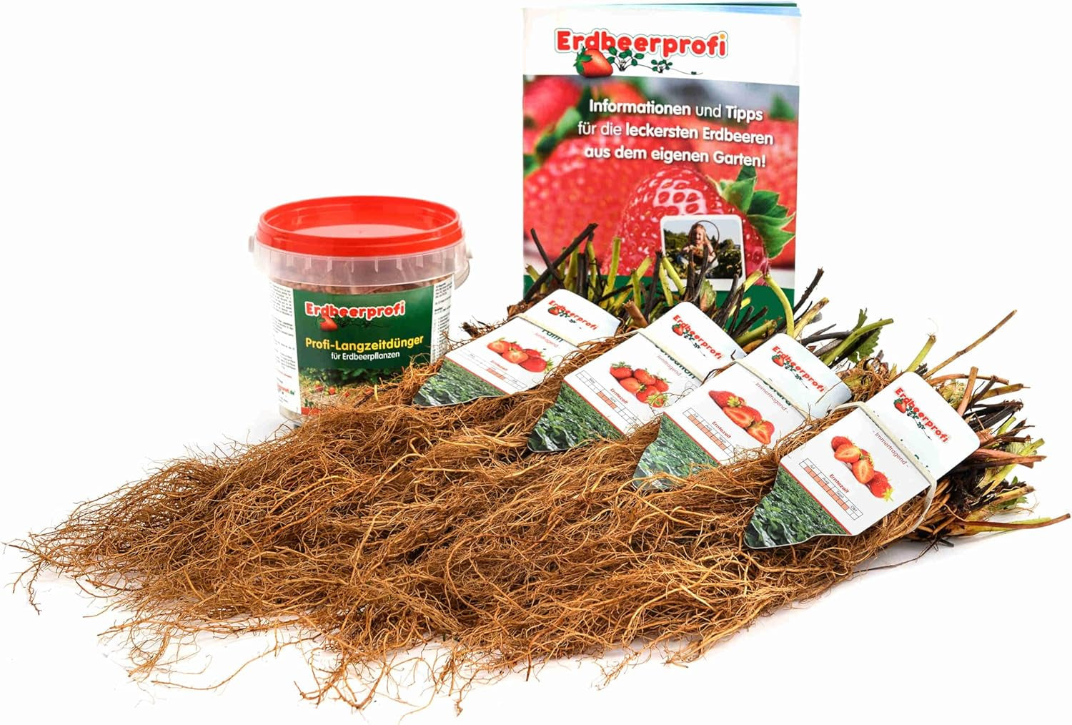 Erdbeerpflanzen Anbau-Set: 20 Gemischte Erdbeerpflanzen Inkl. Dünger - Sorten: Daroyal, Korona, Amandine, Favori - Frigo-Erdbeeren Von Erdbeerprofi.De