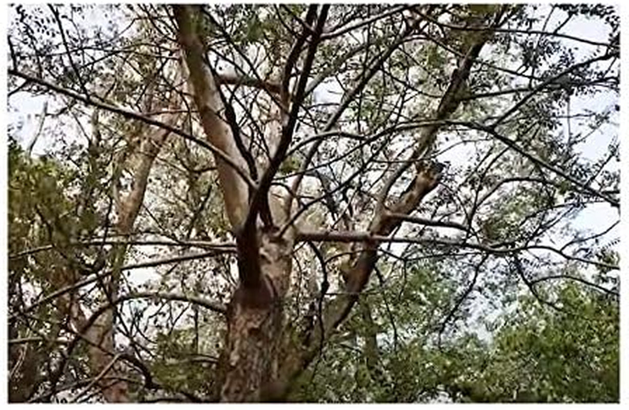 Stk - 3X Sclerocarya Birrea Marula Baum Elefantenbaum Pflanzen - Samen ID218 -