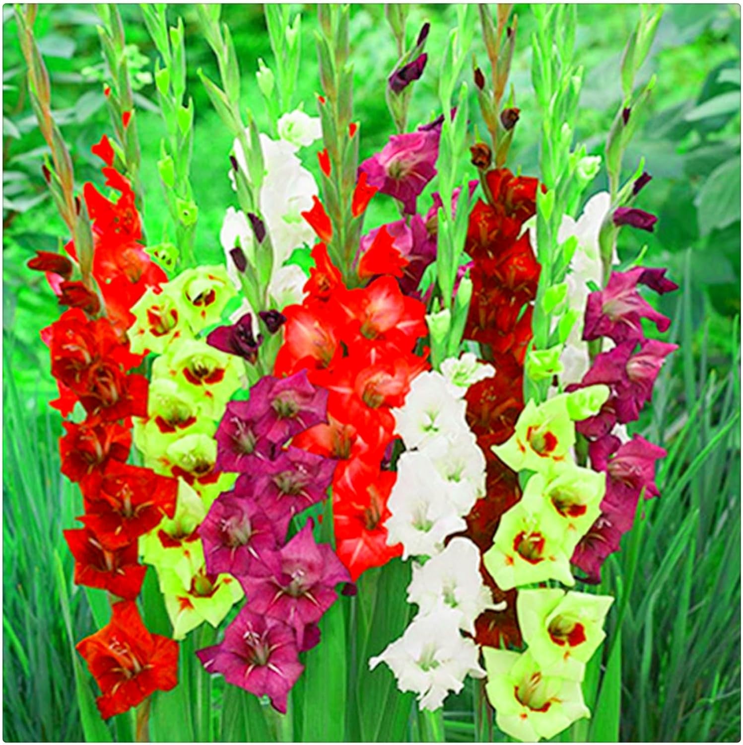 Lebende Pflanzen, Mehrjährige Blumenzwiebel ist winterhart, Winterhart pflanzen, Mysteriöse magische Glühbirne, Blumenzwiebel Mix-4 Oxalis Triangularis Blumenzwiebeln