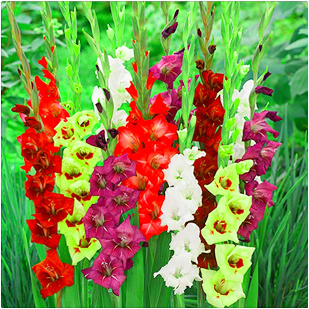 Lebende Pflanzen, Mehrjährige Blumenzwiebel ist winterhart, Winterhart pflanzen, Mysteriöse magische Glühbirne, Blumenzwiebel Mix-4 Oxalis Triangularis Blumenzwiebeln