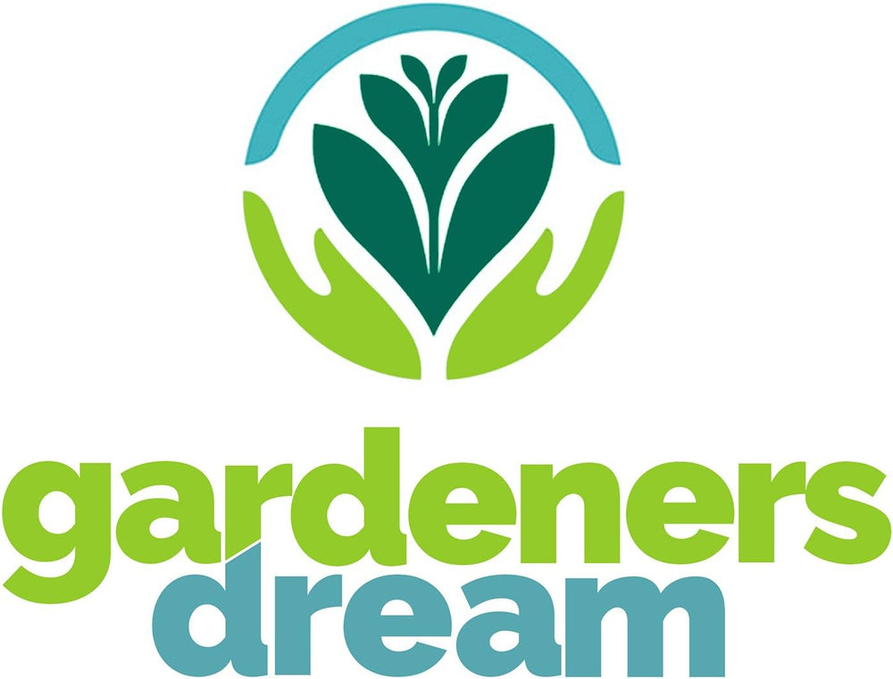 Kertészek álma: 4 igazi Tillandsia növény - 4 igazi Tillandsia légi növény - Terráriumi növények - Dekoratív terráriumi növények - Légtisztító házi növények - Dísznövények - Valódi növények