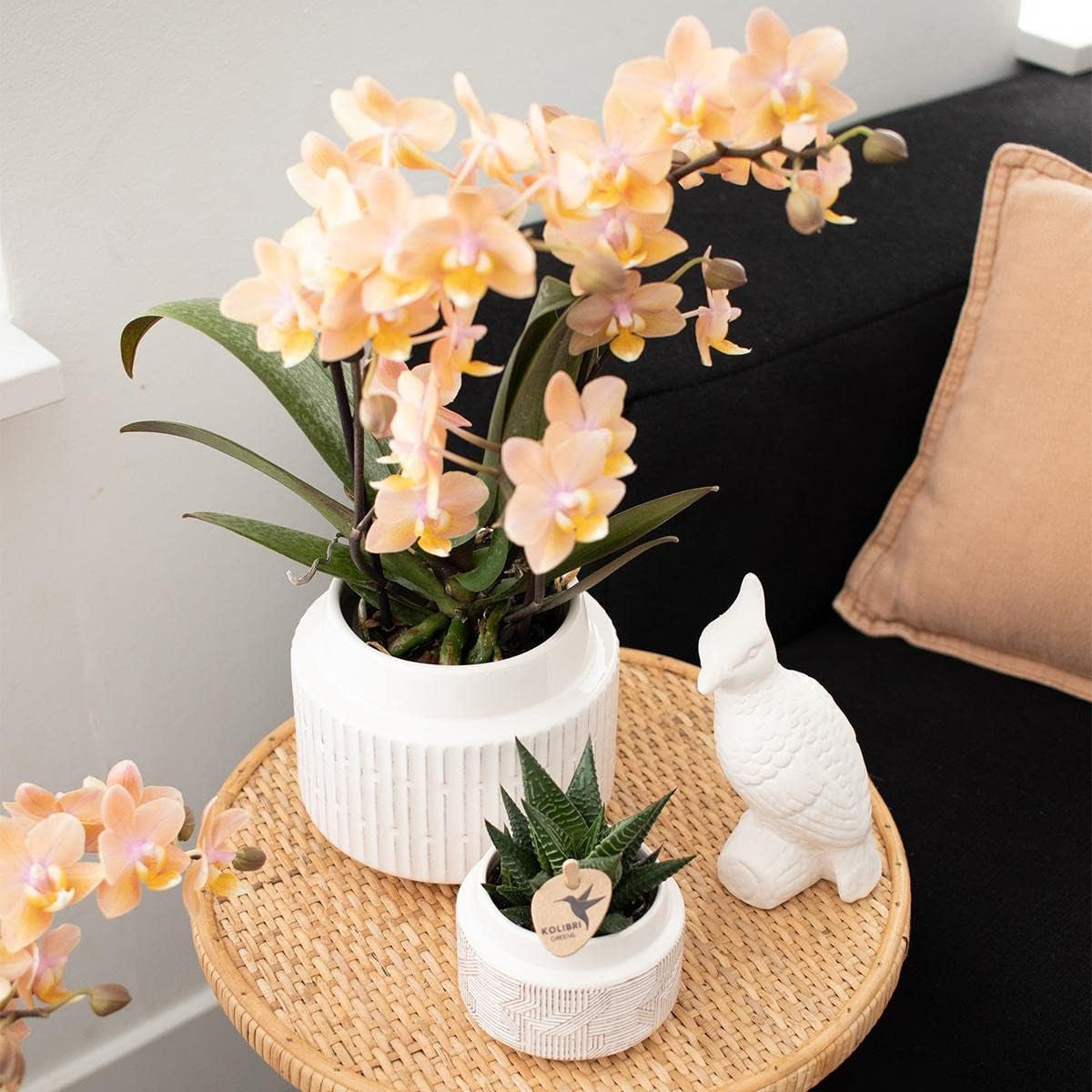 Kolibri Orchids - Überraschungsbox Mix - Pflanzen Vorteilsbox - Überraschungsbox Mit 4 Verschiedenen Orchideen - Frisch Vom Züchter