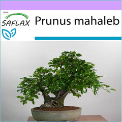SAFLAX - Bonsai - Felsenkirsche - 30 Samen - Prunus Mahaleb