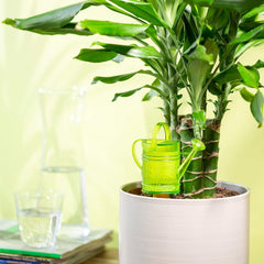 Scheurich Nelly M, rezervor de apă din plastic, culoare: Nelly M, verde, 13 cm lățime, 7 cm adâncime, 22 cm înălțime, volum 0,2 l.