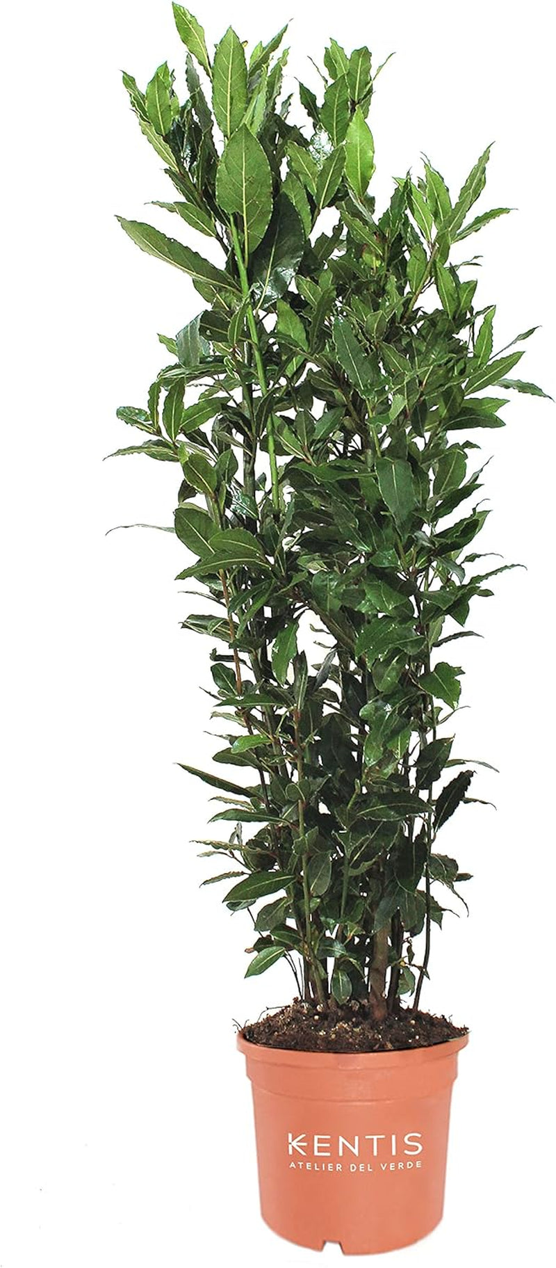KENTIS - Laurus Nobilis Lorbeer Pflanze - Immergrüne Echte Aussenpflanzen – Hoch 60-80 Cm Topf Ø 18 Cm