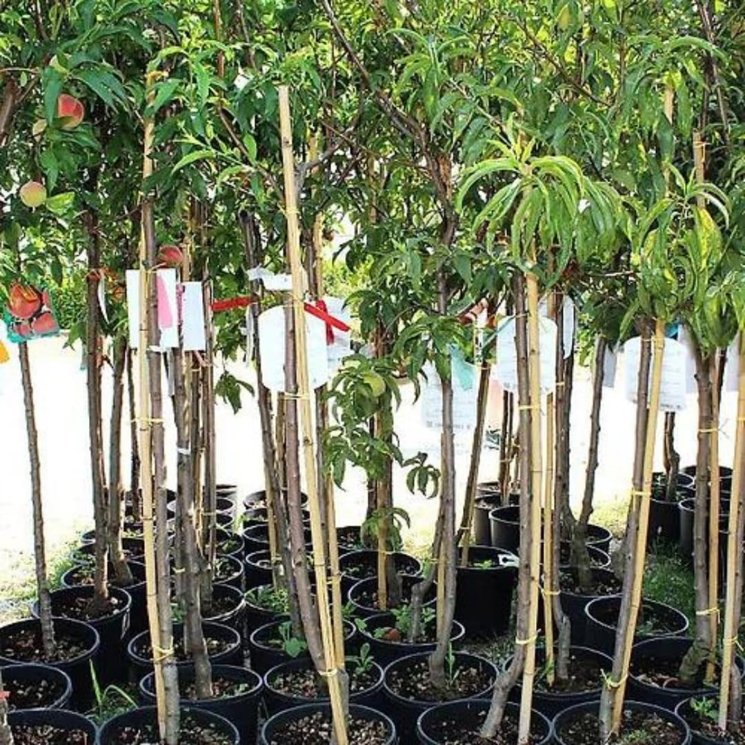 Pfirsiche Mit Gelbem Fruchtfleisch Leichter Pfirsich - Obstpflanze Blasenbeständig Auf Blumentopf 20 - Baum Max 170 Cm - 2 Jahre Anbau Italien