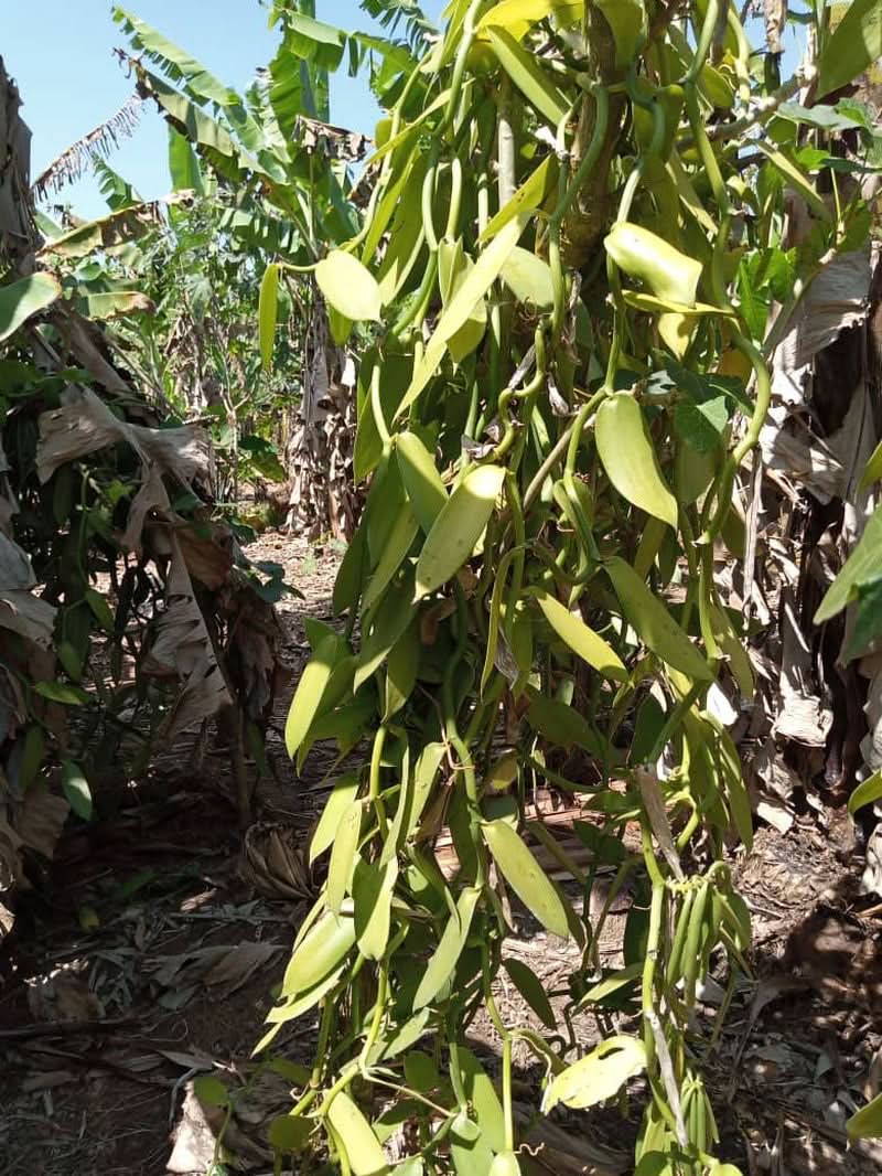 Extract pur de vanilie Madagascar Bourbon, 50 ml Arome Naty Shop