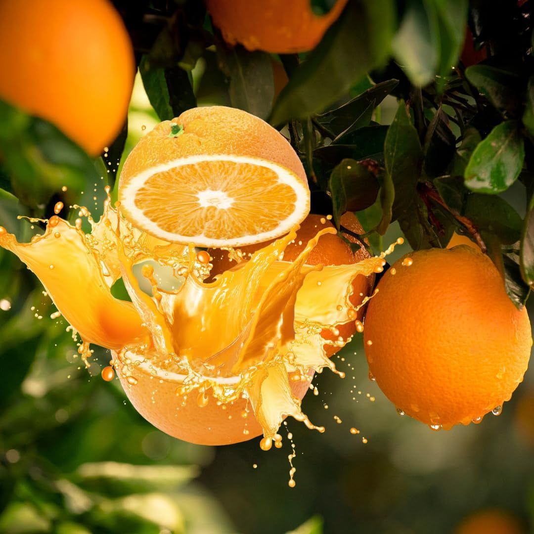 Zitrusfrüchte Süß Orange - Citrus Sinensis - Obstpflanze Höhe 80~90 Cm Topf 20 Cm