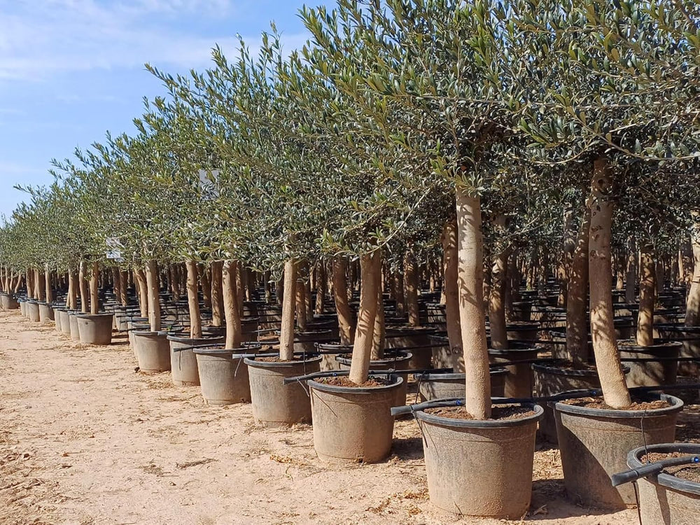 Sunny Tree Olivenbaum Olive '25 Jahre' 160 Cm, A+ Qualität, Winterhart, Olea Lechin Winterhart -18