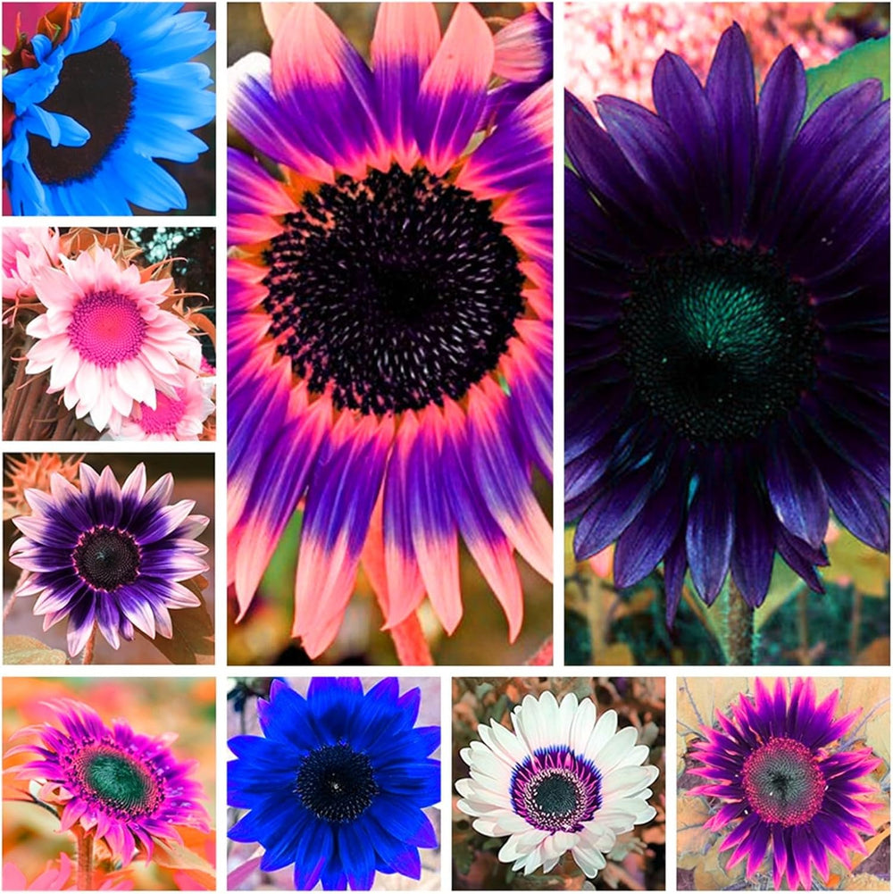 Virághagyma keverék, Mystery Magic Hagyma, Hardy Planting, Winter Hardy Évelő Virághagyma, Hardy Hagyma - 3 Orchidea hagyma