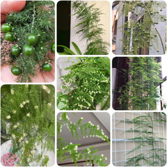 Asparagus Fern, Immergrüne Asparagus Setaceus, Balkongewächshäuser Topfpflanzen Draußen Winterhart Spargelfarn Alte Sorten Wohnzimmer Deko 85Samen