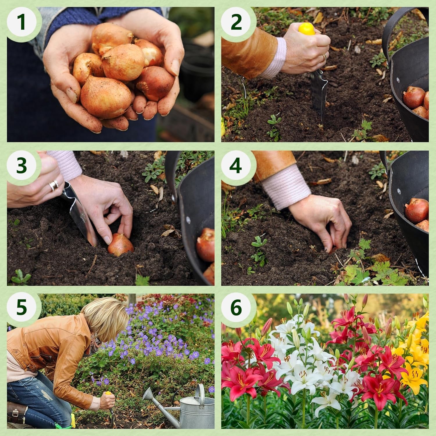 Óriás liliomhagymák Hardy Tree kollekció - Hardy virághagymák - 15 darabos csomag 5 fajtában és színben - Holland keverék kerti ültetésre (nem magvak, nem mesterséges)