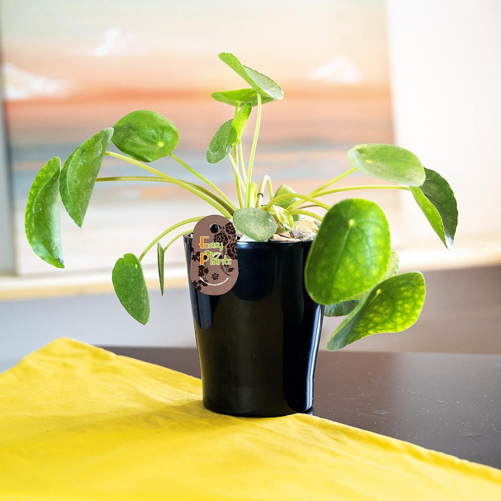 Chinesische Geldpflanze (Pilea Peperomioids) Für Den Innenbereich, Moderne Zimmerpflanze in Schwarzem Keramiktopf