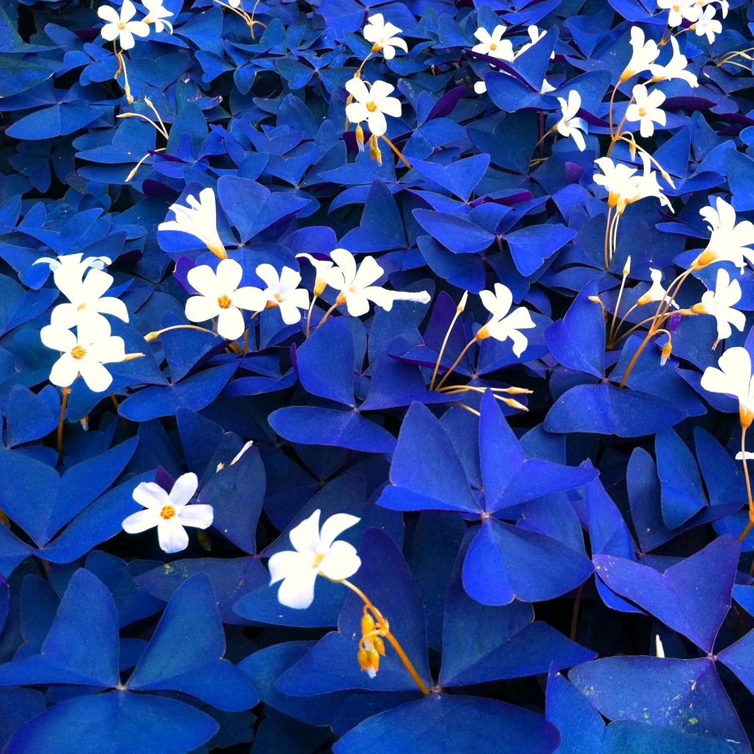 Lebende Pflanzen, Mehrjährige Blumenzwiebel ist winterhart, Winterhart pflanzen, Mysteriöse magische Glühbirne, Blumenzwiebel Mix-4 Oxalis Triangularis Blumenzwiebeln